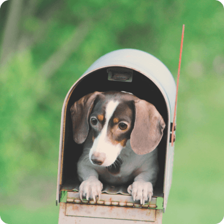 Hond in een brievenbus - foto van educatie