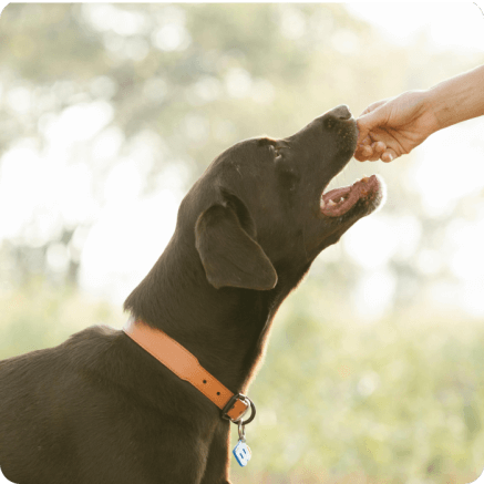 Hond krijgt een traktatie van een mensenhand - foto van tips en trucs